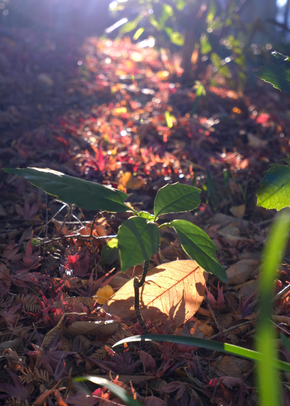 木漏れ日
